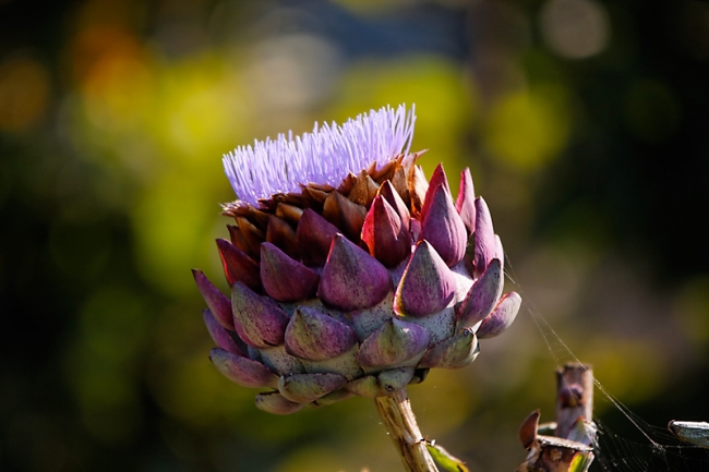 Chateau du Champ de Bataille-078